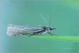 <p>TRAVAŘÍK ZAHRADNÍ (Chrysoteuchia culmella)</p>